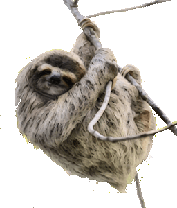 Paresseux (animal) retravaillé facon déssiné.