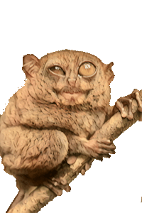 image de Tarsier retravaillée